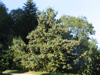 Picea parviflora