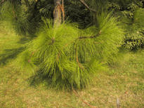 Pinus roxburghii