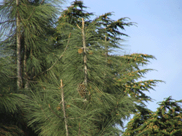 Pinus sabineana