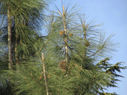 Pinus sabineana