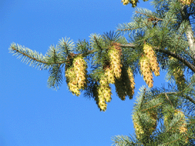 Pseudotsuga macrocarpa