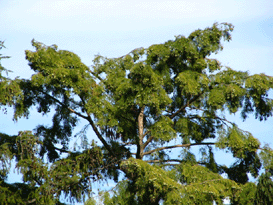 Taxodium distichum