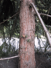 Pinus cryptomerioides