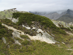 Juniperus communis alpina