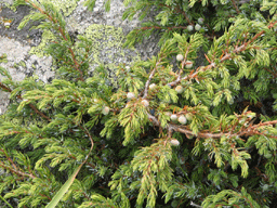 Juniperus communis alpina