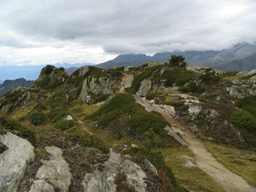 Juniperus communis alpina