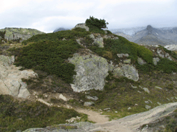 Juniperus communis alpina