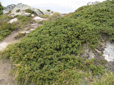 Juniperus communis alpina