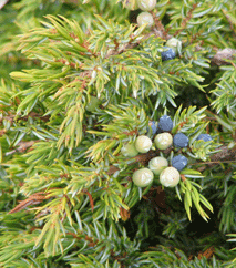 Juniperus communis alpina