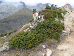 Juniperus communis alpina