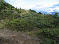 Juniperus communis alpina