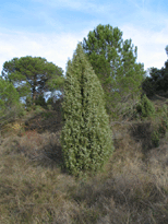 Juniperus oxycedrus