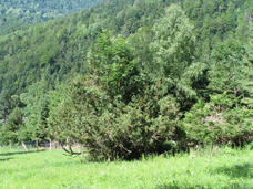 Juniperus species