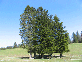 Picea abies