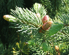 Picea schrenkiana