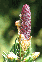 Picea schrenkiana