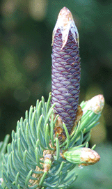 Picea schrenkiana