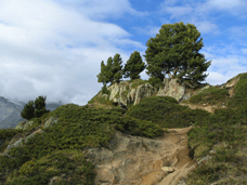 Juniperus communis alpina