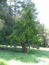 Sciadopitys verticillata