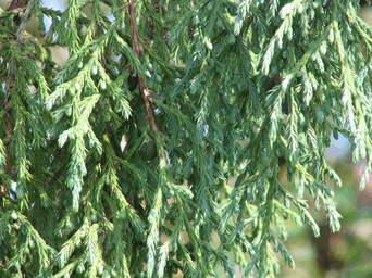 Juniperus recurva