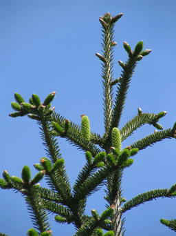 Abies nebrodensis