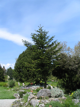 Abies nebrodensis