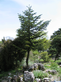 Abies nebrodensis