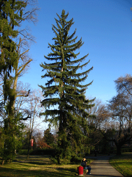 Picea koyamae