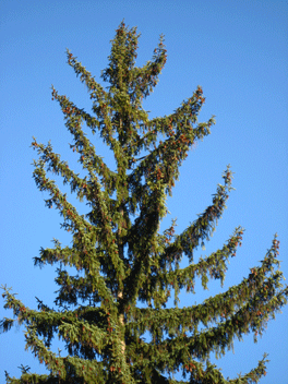 Picea koyamae