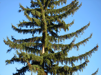 Picea koyamae