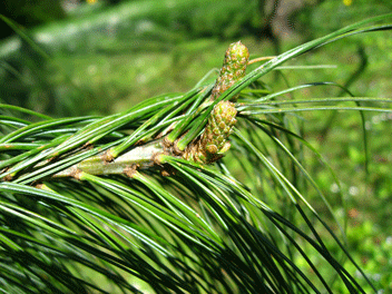 Pinus wallichiana