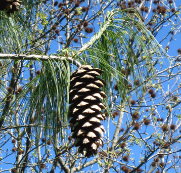 Pinus wallichiana