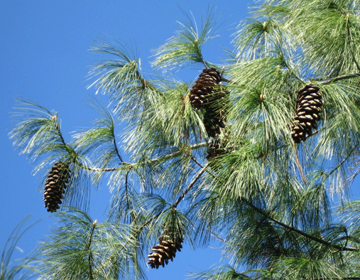 Pinus wallichiana