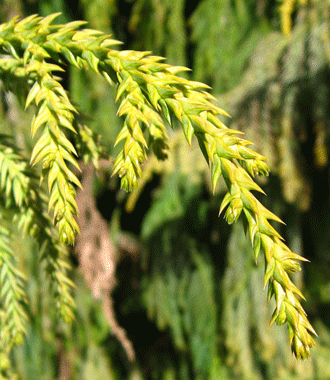 Taiwania cryptomerioides