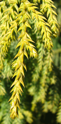 Taiwania cryptomerioides