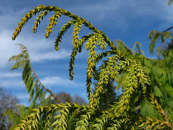 Taiwania cryptomerioides