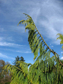 Taiwania cryptomerioides