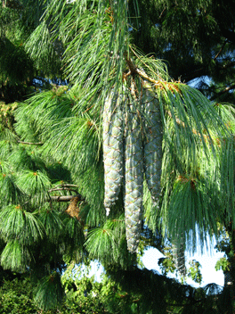 Pinus wallichiana