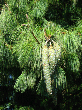 Pinus wallichiana