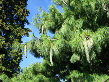 Pinus wallichiana