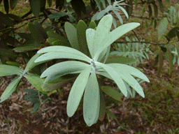 Agathis lanceolata
