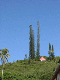 Araucaria columnaris