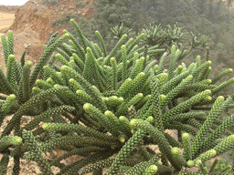Araucaria montana