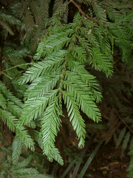 Dacrycarpus vieillardii