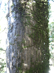 Podocarpus elongatus