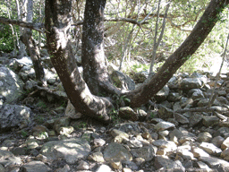 Podocarpus elongatus