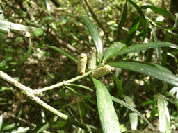 Podocarpus latifolius