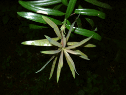 Podocarpus latifolius