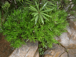 Podocarpus novaecaledoniae