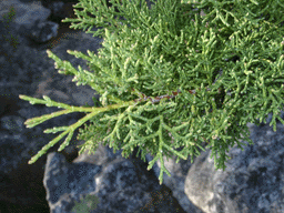 Widdringtonia cedarbergensis